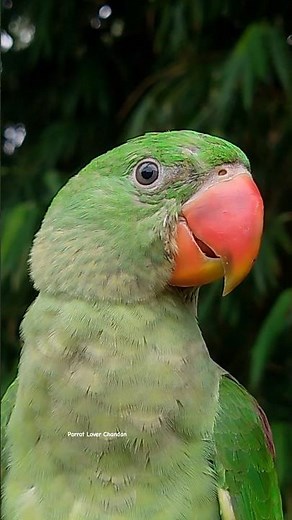 Main tota main tota mitthu mitthu viral trending song #song #parrot #viral