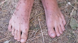 Army Brown Ants Crawling On Human Stock Footage Video (100% Royalty-free) 1087301006 | Shutterstock