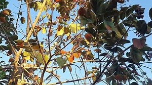 80 reactions · 7 comments | KVIS this morning Winter comes again, 20°c Come & listen to the sound of nature on the last day of 2019  Our school is always beautiful. | KVIS Channel | Facebook