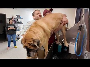 This 200lb Mastiff Was a Total Beast… Until the Bath