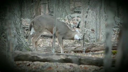 Whitetail buck rubbing a tree - November 2019 🎥 : @jackdaniel37 #whitetail #deer #buck #antlers #whitetaildeer #wildlife #wildlifephotography #nature #d5100 #naturephotography #nikon #doe #fawn #pennsylvania #pastateparks | The Hunting Ground