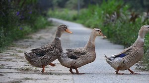 Indian Runner Ducks Walking on a Path Stock Footage - Video of wildlife, runner: 371734094