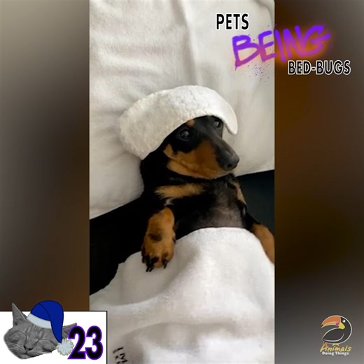 No Sunday Scaries for These Sleepy Pets! 😴 | Animals Doing Things
