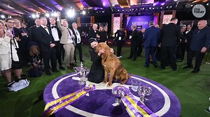 Sound the trumpets! Trumpet the bloodhound bested over 3,500 dogs of more than 200 different breeds for the ultimate prize at Westminster Dog Show. https://bit.ly/3QHxeTl | USA TODAY Video