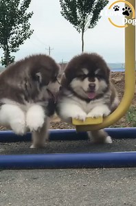 737K views · 10K reactions |  | Dog Angel | Facebook