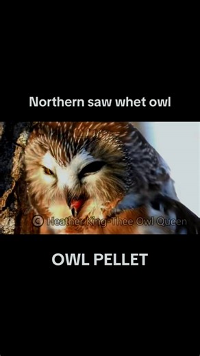 8.4K views · 676 reactions | It took me nine years to find my first northern saw whet owl! I found many more since then and watching something so tiny cast her pellet was extra extraordinary! #owlpellet #sawwhetowl #canadianwildlifephotographer #quebectiktok #yamachiche | Thee Owl Queen | Facebook