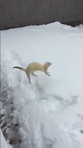 Slow motion ferret in the snow #ferretsplaying #cute #ferret