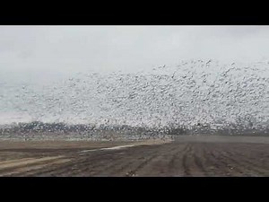 Snow goose spring migration ~ Amazing sight!