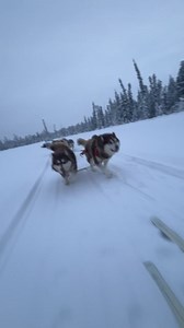 15K views · 502 reactions | Bear is like his namesake, who was the lead dog in the 1990 Walt Disney movie White Fang dogteam. He was an amazing leader, and Bear is following in his footsteps  He’s a rising star. Follow and share for more videos coming your way  #outdoors | Joe Henderson / Alaskan Arctic Expeditions | Facebook