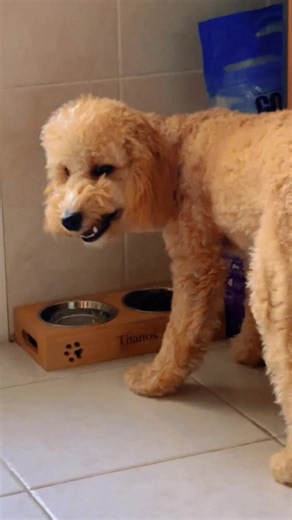 Videos de Thanos cockapoo (@thanos.cockapoo) con “original sound - Thanos cockapoo”