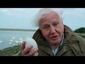 The Miracle of Hatching | Attenborough's Wonder of Eggs | BBC Earth