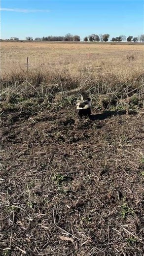 Beautiful skunk with broad stripes caught in a coyote trap.