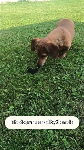 Mole Core 🐭🕳️