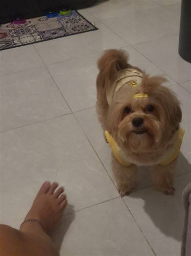 selalu minta di temeninnn mulu #pet #nacha #fyp #maltipoo