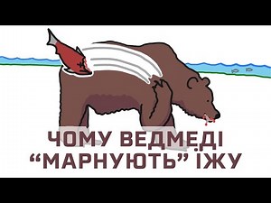 Чому ведмеді грізлі «марнують» їжу [MinuteEarth]