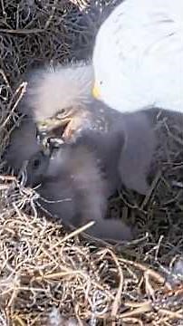 NE32×NE33 Sibling Rivalry💥🐥💥🐥💥#eagle #chick #eagles #NEFL