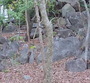 4.5K views · 30 reactions | Monkey Group Fight Breaks Out Unexpectedly ➡️ Click Here : https://animalhomepet.com/archives/1532 | Hurly Monkey | Facebook