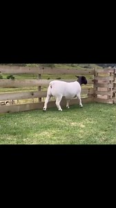 ‼‼BLACK HEAD DORPER SHEEP #Available . LIVESTOCK EXPORTERS SOUTH AFRICA,We are number one exporters of BLACK HEAD DORPER SHEEP, a few of our other Live stocks include; 1.cattle, 2.dairy, 3.sheep, 4rabbits, 5.ostrich, 6.Turkey, 7.Boer GoatsAnd a well-developed poultry and egg industry .On all inquiries on our Premium Quality Livestock, contact;Email: info.livestockexporters@gmail.com Call / Text / Whatsapp : 27 (0) 680 718 656WhatsApp Link:https://wa.me/ 27680718656Thanks and best regards,Friedri