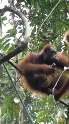 Monkey Screaming Sound #wildlife