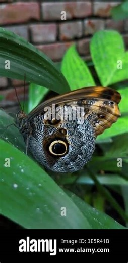 Close up of Owl butterfly resting on green tropical leaf. Detailed macro view of a Caligo butterfly wing showing large eyespot pattern on a green leaf in Costa Rica Stock Video Footage - Alamy