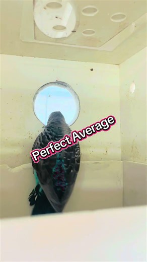 How to breed budgies. Budgies food. Take budgies .