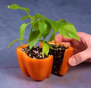 4.4M views · 30K reactions | Gardener's Guide 101: How to Grow Thriving, Happy Plants at Home  | Transformazing | Facebook