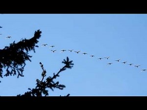 Flock of Tundra Swans and two Canada Geese migrating
