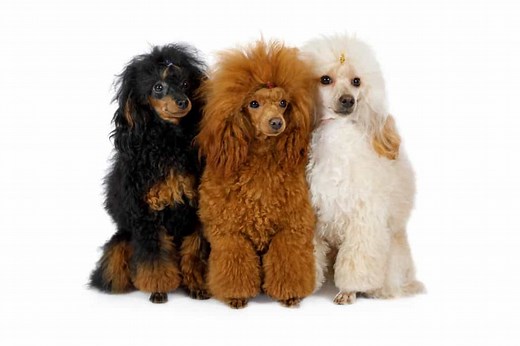 Poodle Coats: Colors, Hair Types, and Care (With Pictures) | Poodle Report