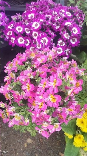 Schizanthus Macro View | Exotic Butterfly-Shaped Flowers#flowers #shortsfeed #shorts