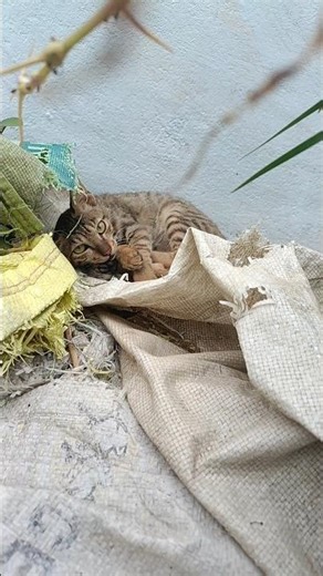 hmare Ghar Ka Biliya 🤗