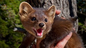 Coyote Peterson claims the ability to climb trees like a cat, but is he nimble enough to follow a lightning quick Pine Marten all the way to the top? --- LIKE Coyote Peterson for more videos! | Animalist