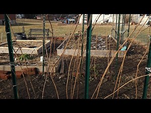 Pruning my summer-bearing Meeker Raspberry bush in late winter !