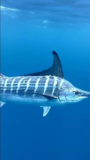MAJESTIC Striped Marlin Glides Through the Deep Blue! 🎣✨ | Stunning Underwater Footage!
