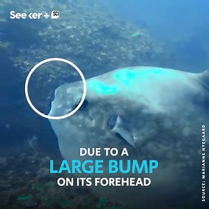 This is the heaviest bony fish in the ocean. | Seeker by The Verge