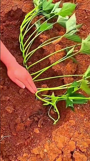 Horizontal, Sweet Potato Planting, Techniques, To Enhance, Tuber Growth, Production