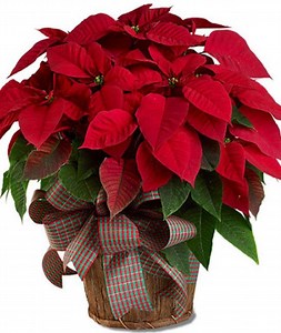 The Legend of the Poinsettia