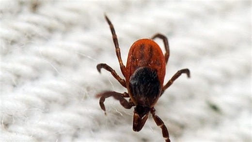 Ticks in MA: Drought should have killed them, expert says. Instead, tick bites are spiking