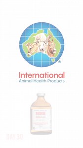 Check out these amazing results 👇 Treating ringworm in cattle with Sodide injection 💉 was as easy as 2 treatments 10 days apart! Ringworm is a common, highly infectious fungus spread by direct or indirect transfer, with affected animals or with objects against which they have been rubbing. Get on top of the issue in a quick, easy manner - cattle with ringworm competing at shows may be deemed ineligible for competition. | International Animal Health