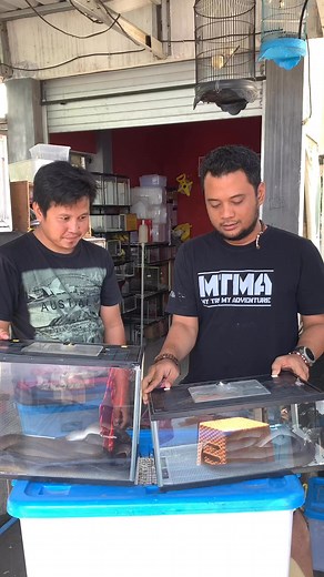 205K views · 1.6K reactions | Mengenal Python Albertisi dari Papua feat Diky Firmansyah | Panji Petualang | Facebook