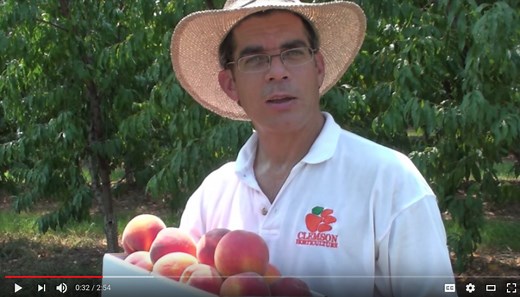 Peach Variety: Big Red