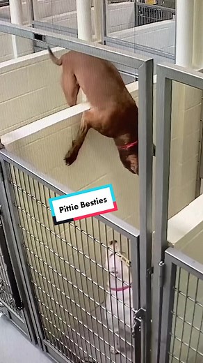 Pit Bull Best Friends Jump Wall for a Forever Home