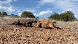 amazing atmosphere of komodo moment #highlights #epic #everyone | Komodo Discovery