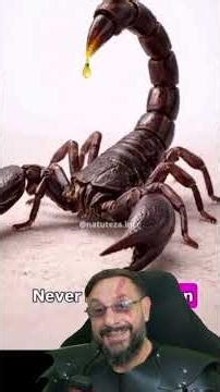 Scorpion sting @natureza.incr #biologohenrique #animals #smartanimal #biologist