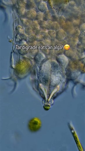 Schoolof Biology on Instagram: "This tardigrade is eating a little alga snack.😋 . Tardigrades, also known as water bears, are multicellular organisms with a simple brain and bodies made up of a few thousand cells. They use specialized mouthparts to feed: the “V”-shaped structures are needle-like stylets, which they can extend and retract to pierce cells. The bulb-like structure behind them contracts to create suction, pulling food in through the tube-like mouth. . There are over 1500 described