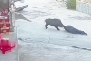 Boar attacks an elderly man in China