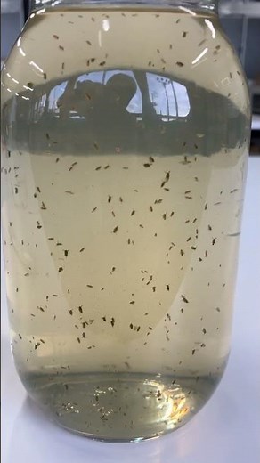 ミジンコの観察２
