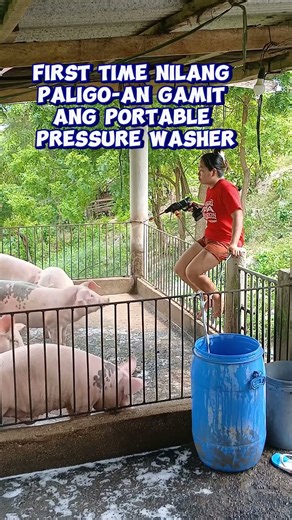 Best Budget Pig Feed Formula—Grow Pigs Cheap & Fast! #PigFeed #FarmHacks #PigFarming