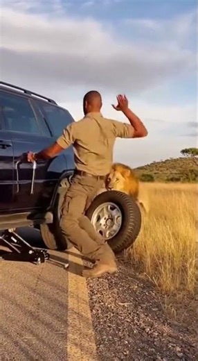 Man vs Lion Tire Change Turns Wild! #WildEncounter #SurvivalMoment #UnbelievableFootage