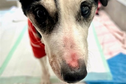 Duisburger Tierärztin erklärt, wie du deinem kranken Hund helfen kannst