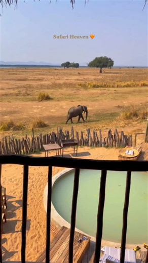 Leo & Maria ✦ Safari Experts on Instagram: "Get ready for an adventure of a lifetime as we explore the savannah and encounter Africa’s majestic wildlife! 🦒✨ Book now an unforgettable safari tour with us and experience the thrill of a lifetime! Our expert guides will take you up close and personal with the incredible animals of Africa. 🦁🐘 (link in bio) DM us please for credits or removal 🙏 #adventure #nature #safari #wildlife #africasafari"